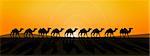 line of camels in fron of burning sun in savanna desert