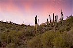 cactus and desert scenery