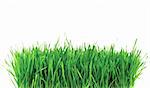 green grass on white background