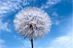 Dandelion on blue sky background with clouds