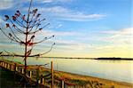 Dead tree overlooking the Broadwater on the Gold Coast Australia at sunrise.