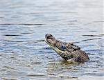 An image of a salt water crocodile in Australia