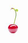 Isolated cherry