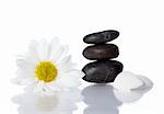 well being concept with flower, stones and shells on white background
