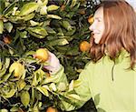 orange tree field female farmer harvest picking fruits in mediterranean Spain
