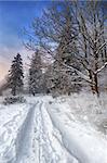 winter landscape, path in the snow leading to a forest