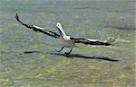 An image of a nice pelican in action