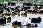 cows on watering place on river in russia