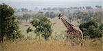 Giraffe walking about on savanna in a midday sun.