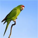 Colorful parrot looking at the camera against the blue sky.