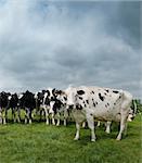 Herd of dairy cattle in a meadow in summer. One is particularly interested.