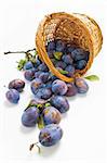 Fresh picked plums scattered from wicker basket isolated on white background