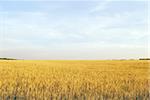 gold wheat meadow landscape. nature crop