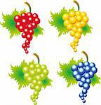 Set of grape vectors. To see similar, please VISIT MY PORTFOLIO