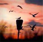 Round dance at a dawn. Terns against colourful a sky dawn turn a round dance.