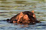 The cub of a hippopotamus hides in water near to the mother.