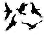 vector silhouette of the group raven isolated on white background