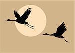 vector silhouettes flying cranes on background sun