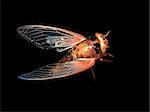 insect cicada eclosion  at night