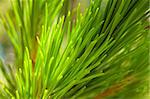 Macro photography of a detailed part of a pine