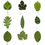Tree leaves collage - isolated over white background - front side