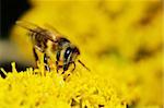 European Bee gathering honey on yellow flowers