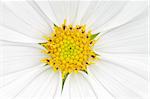 An image of a nice white cosmea