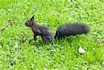 An image of a young squirrel in the wet grass