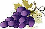 Vector image of Grape over white. EPS 8, AI, JPEG