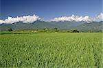 Colorful rural scenery with green farm under blue sky.