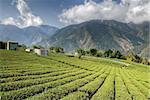 Landscape of tea farm in countryside, rural scenery in Taiwan, Asia.