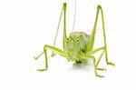 closeup of an grasshopper from front on white background