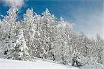 Winter forest with snowy trees