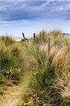 grass growing on dunes near the sea