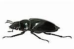 insect stag beetle bug isolated in white