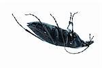 insect ground beetle (Carabus prodigus)isolated in white background