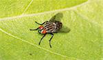 insect fly macro