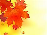 Red and yellow leaves of a maple. EPS 8 vector file included