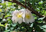 Briar bush with white flowers