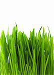 Green pratal grass isolated on a white background