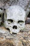 Human skull in the Tana Toraja area in Sulawesi