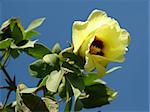 yellow cotton flower against blue sky