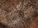 wooden cut texture of tree stump brown