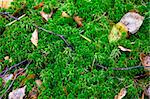 brown leave on ground covered by moss