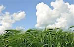 wheat and perfect blue sky