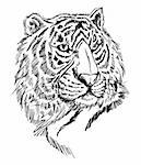 sketch tiger vector illustration