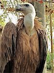 half portrait of a griffon vulture, Gyps fulvus, taken in the zoo of barcelona