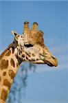 Giraffe head shot, Safari Zoo Park, Paris, France