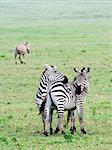 Two zebras nearby gently embrace on savanna plains.