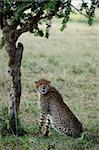 The cheetah sits under an acacia tree.